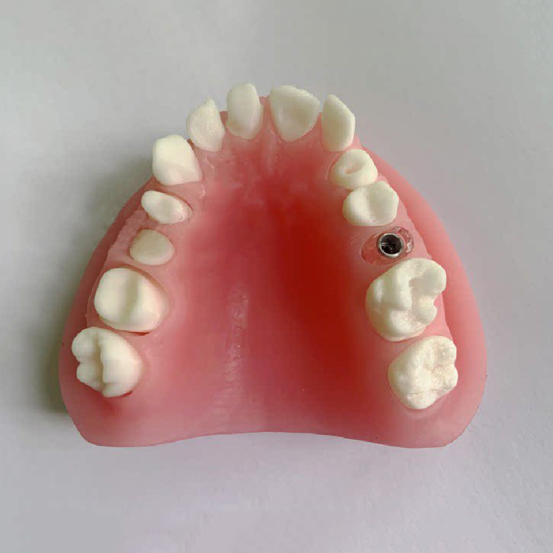 Modelo de Exhibición Dental con Base de Silicona para Enseñanza Mecánica