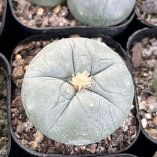 o GɫС BֲkҳȷĳȤζ