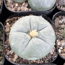 实生无刺仙人球 绿色小球 好养多肉植物办公室超萌防某射趣味