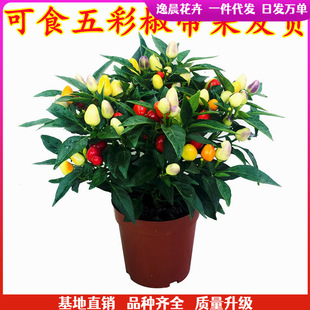 �߲ʽ��������Ԙ��玧����ʳ�����r��ɫ��ʽ����콷�̨���ܾGֲ