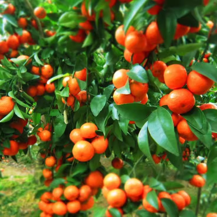 批发盆栽桔子橘子种子 柑橘树种子 砂糖橘  柠檬种子苗木果苗