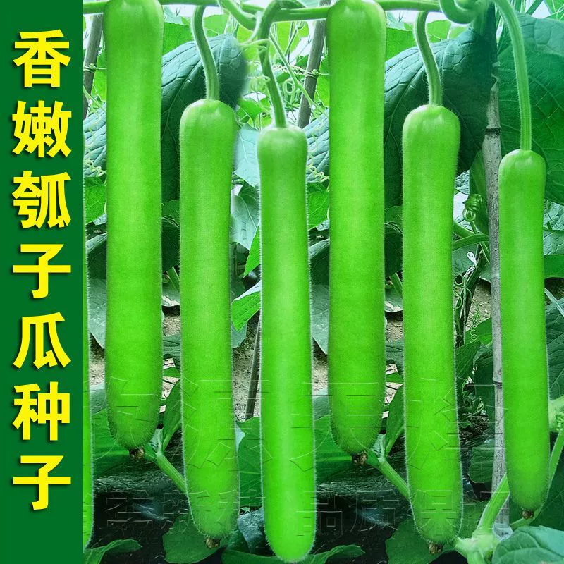 Семена раннеспелой длинной тыквы для весны и осени, семена тыквы, семена тыквы, овощные семена для вьющихся растений в саду.