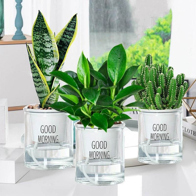 골든 다이아몬드 + 만중산 + 호랑이 난초 + 굿모닝 분지 3개 + 영양액