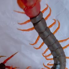 新平彝族傣族自治土元养殖　禄劝彝族苗族自治土元养殖　活的土元