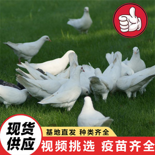 �Bֳ�������y�������w �Ɍ��������B������ Ӗ���õďV�����r��