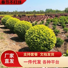 一件代发金叶女贞球树苗庭院耐寒绿化风景树彩叶色块篱笆墙植物小