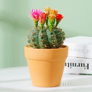 Potted Echeveria Cactus Blooms All Seasons, Easy to Care For, Purifies Air, Absorbs Formaldehyde, Suitable for Office Desk Decoration, Green Plant