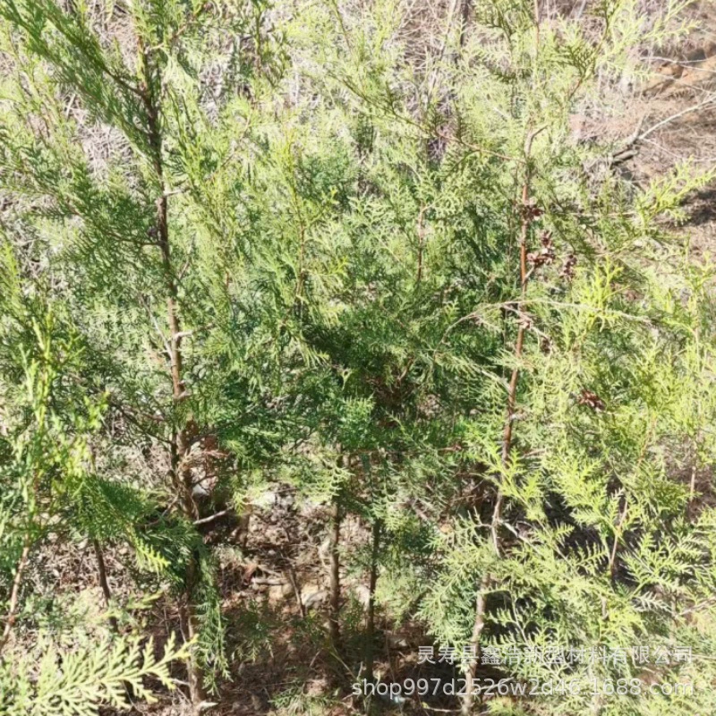 Поставка Табер Рассада Кипариса Рассада Гробница Подметальная сосна Platycladus orientalis Вечнозеленое дерево Выживание Ставка Высокая Кладбище Зеленая Посадка