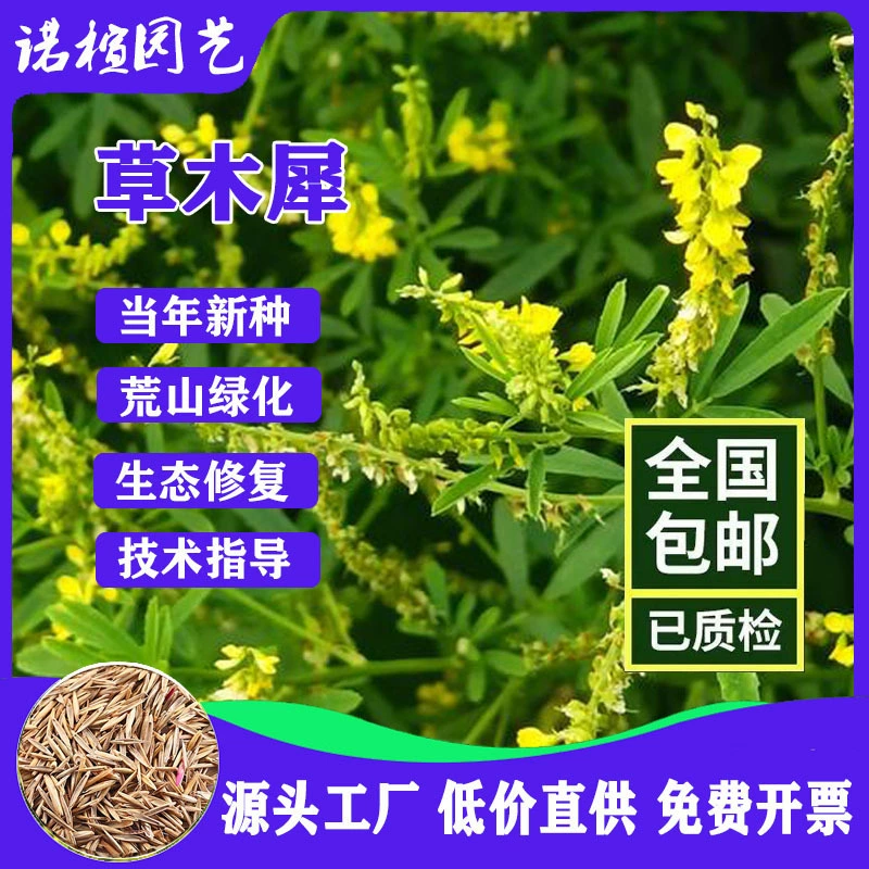 Производитель оптом продает семена травы, семена люцерны, зеленое удобрение, ветроустойчивые и пескостойкие семена травы.