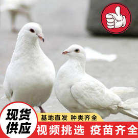 山东下蛋肉鸽 家养观赏鸽信鸽 美国落地王鸽种鸽 成对银王鸽价格
