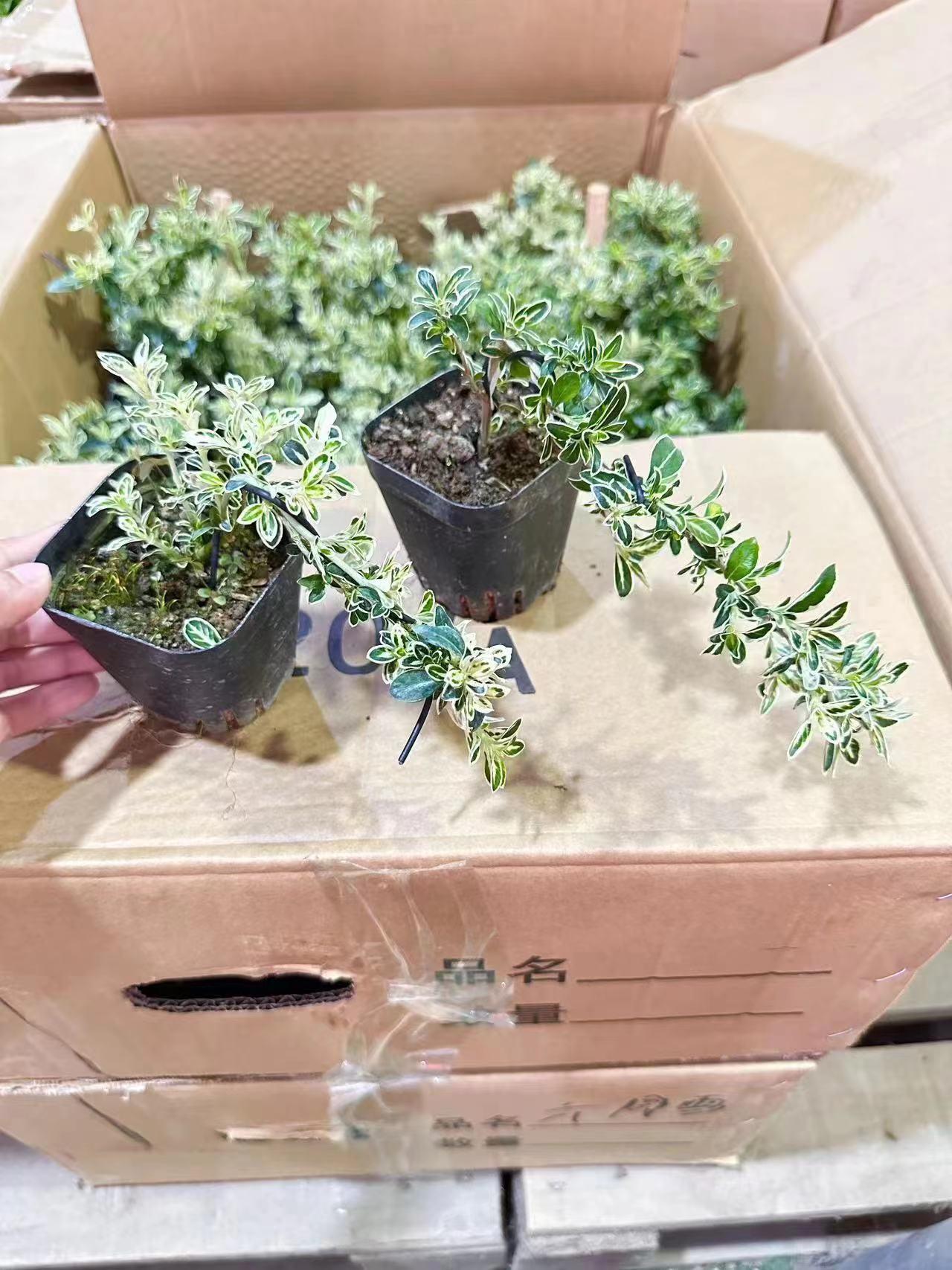 ΢��ͼƬ_20230616151326