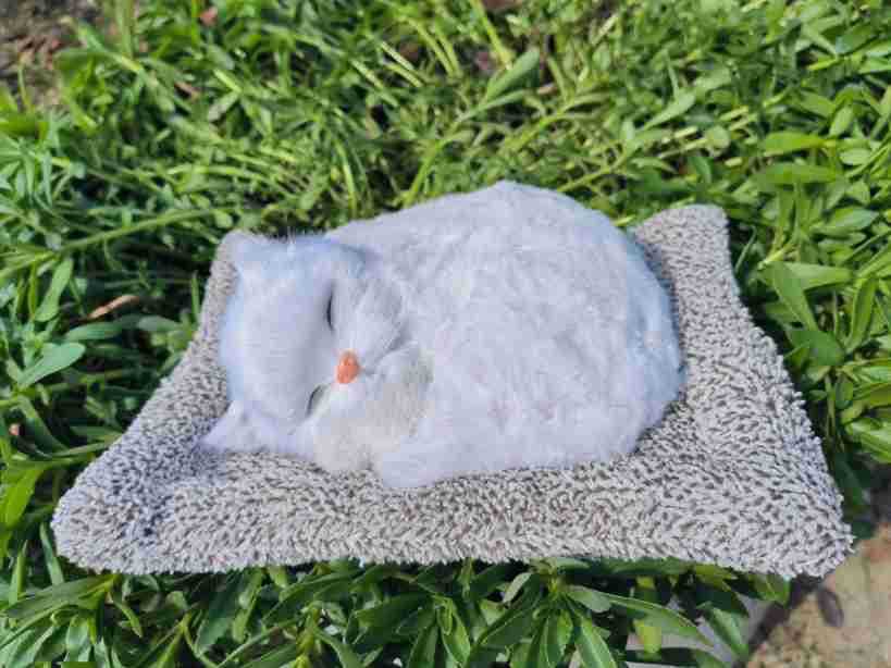 Gato blanco grande para un gato gris