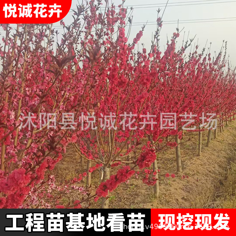 紫叶碧桃树苗绿化苗木庭院观赏红叶桃行道点缀色块绿篱紫叶碧桃树