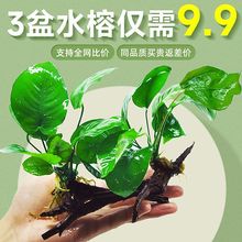 ���ˮ��ֲ�����������ˮ���˺��Bˮ�ų�ľˮ�Żʹ�ˮ���~���쾰