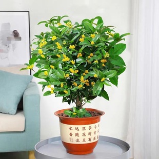 𻨘Խļ̨ܾ҃GֲͥԺ辰