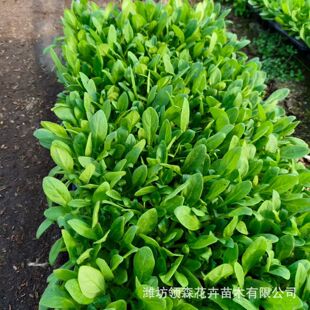 ����ţѨ���� �������l�ر��ݻ��簫��ţѨ�����·���^�r��ݻ�