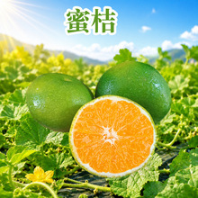云南玉溪青皮蜜桔 代发3/1/5/8斤早熟蜜橘大果酸甜多汁新鲜水果