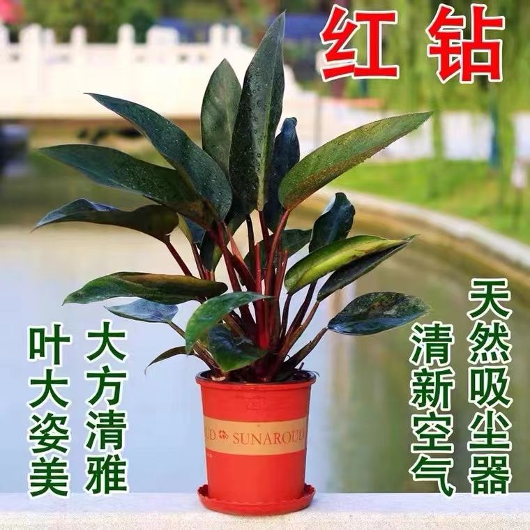 Golden Diamond Red Diamond Potted Green Plants Purify the Air Florals Indoor Evergreen Anthurium White Palm Money Tree Plants All Year Round Golden Diamond Red Diamond Potted Green Plants Purify the Air Florals Indoor Evergreen Anthurium White Palm Money Tree Plants All Year Round