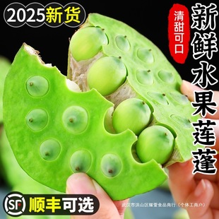 Fresh Fruits and Lotus Pods 1.5kg Seasonal Freshly Picked Hunan Lotus Seeds, Sweet and Tender Lotus Seeds, Rice, Space Lotus Vegetables, Whole Box Free Shipping