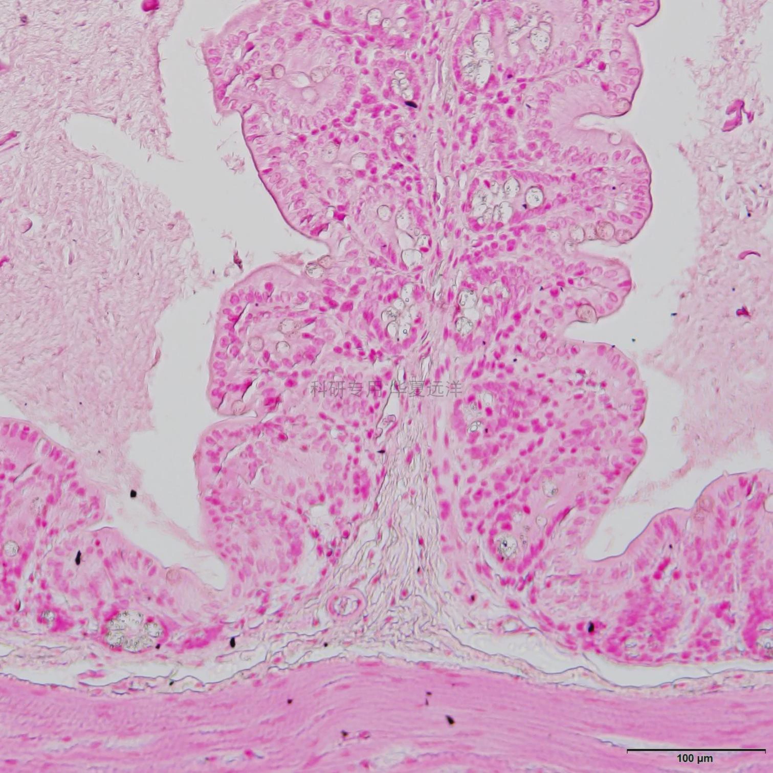 福尔根核酸染色试剂盒 G3070-3*50ml 索莱宝