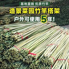 竹竿菜园搭架爬藤杆蔬菜黄瓜番茄豆角架支架细竹子篱笆栅栏爬藤架