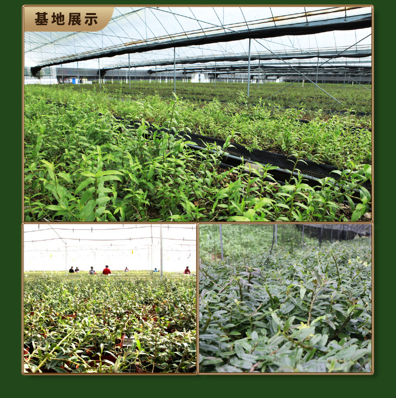 天喵-石斛详情_05.jpg