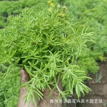 佛甲草屋顶绿化盆栽 庭院种植无性系佛甲草苗 佛指甲草坪绿化植物