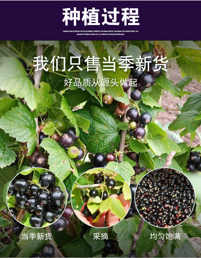 Blackcurrant Dried Raisins (Ribes nigrum) — Seedless Fruit Tea & Snack, 500g specifications