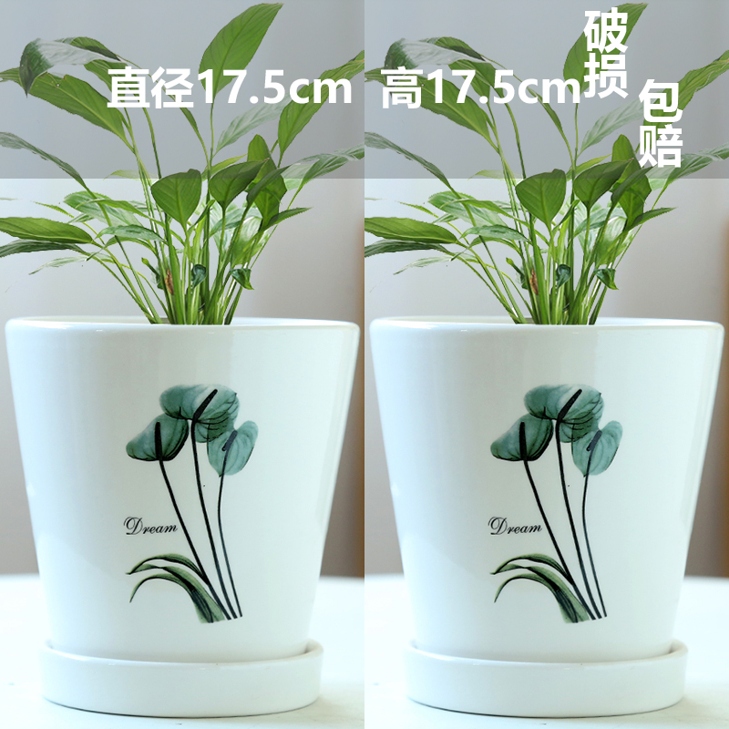 두 개의 크고 큰 서부 베고니아-세라믹-대형