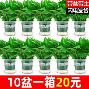 �G�}�����҃Ⱥ��B������ȩ�����՚�ˮ��ֲ��Gֲ�������ԾG�j���l