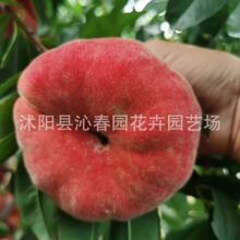 �Ҙ�޽��������Ϸ����䮔��Y���ش��Ҙ������Ա����Nֲˮ����