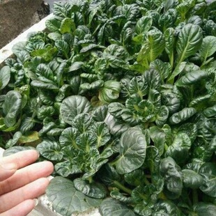 ���Ğ������˷N�Ӹ��}�����߲��B�Ĳ˺ڰײ˷N���ļ����N�r���׷N