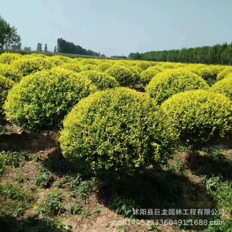 Товары для детских садов, инженерные саженцы для зеленения, саженцы золотой гардении, полные характеристики, шарики золотой гардении 120-150