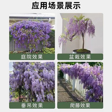 ͥԺ���٘���e���������ٻ��Ϙ�����ֲ���L�����Tǰ����_������