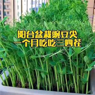Pea Tip Seeds, Pea Seedling Seeds, Non-No Need, Can Be Harvested Multiple Times in a Row, Pea Autumn and Winter Vegetable Seeds