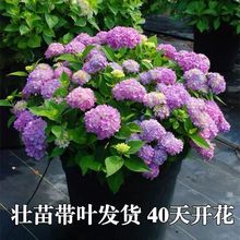 绣球花苗盆栽花卉植物室内好养的花四季开花不断无尽夏大花易成活