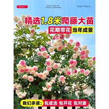 1��8ĸϵ�����Nޱ�����ٱ��¼��ش�����ֲ���ļ��_��������õ��