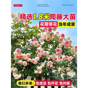 1��8ĸϵ�����Nޱ�����ٱ��¼��ش�����ֲ���ļ��_��������õ��