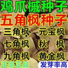 三角枫树种子 五角枫 九角枫 元宝枫 秋枫 黄金鸡爪槭种子