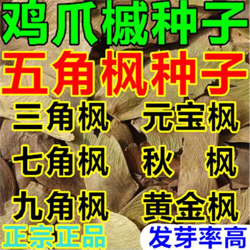 三角枫树种子 五角枫 九角枫 元宝枫 秋枫 黄金鸡爪槭种子