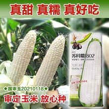 KŴ1802ɫ׷NŴˮNļճrŴ