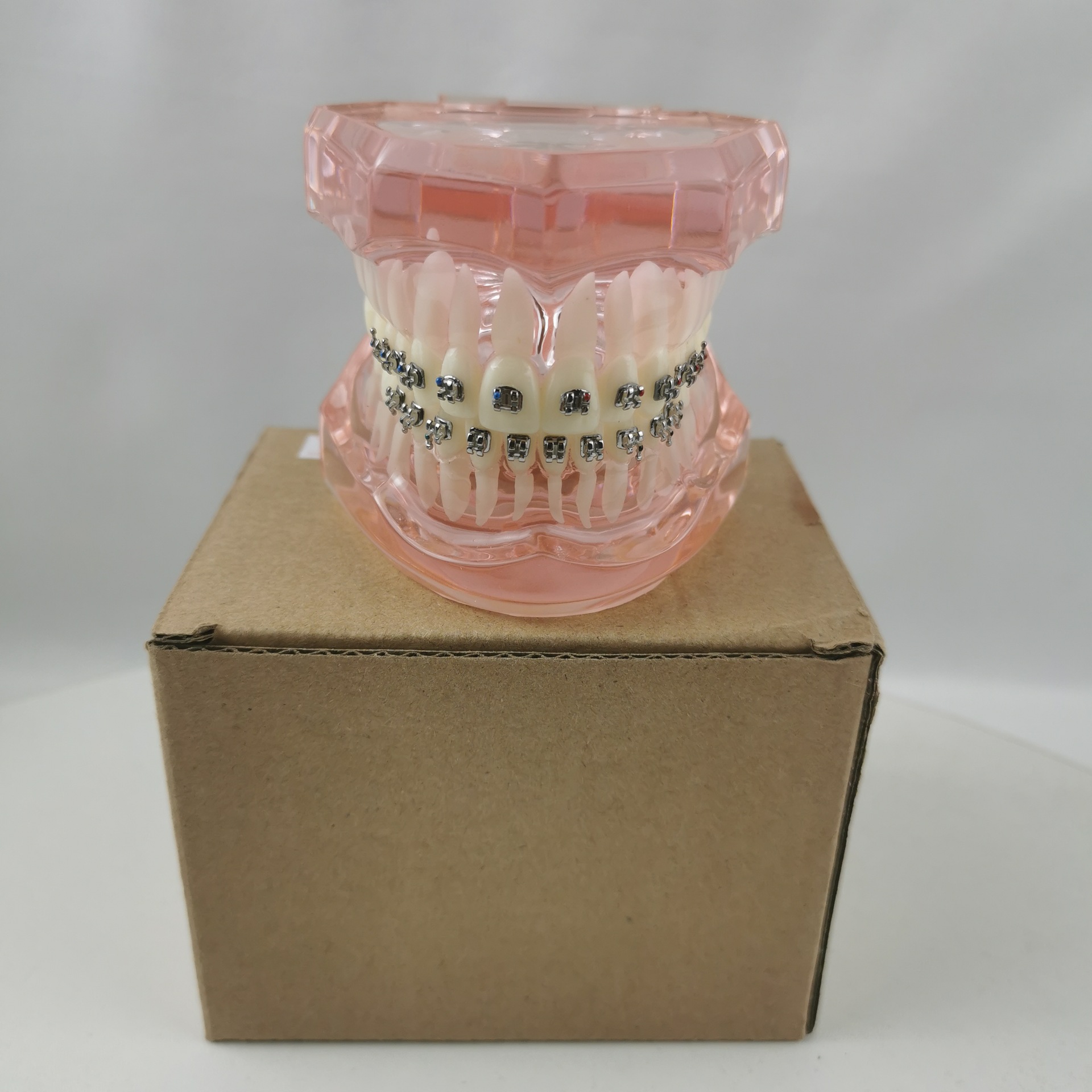 M3001金属托槽演示牙齿模型|ms