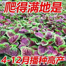 �t�A�~�{�˷N�ӝh���ļ��t�~�{�����~�{���̨�����߲˷N�Ӵ�ȫ