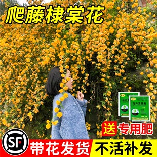�ذ���Ļ�������ͥԺ��������ֲ���ͺ��͟�������Ԯ�����ļ��_��