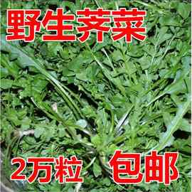 纯野生荠荠菜种子 特菜野菜种子农家老品种蔬菜种子春 四季播