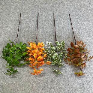 ���Q����ľ�Gֲ����߼��оGɫ��ˇ�b��Ƶ���û�Y�쾰���滨