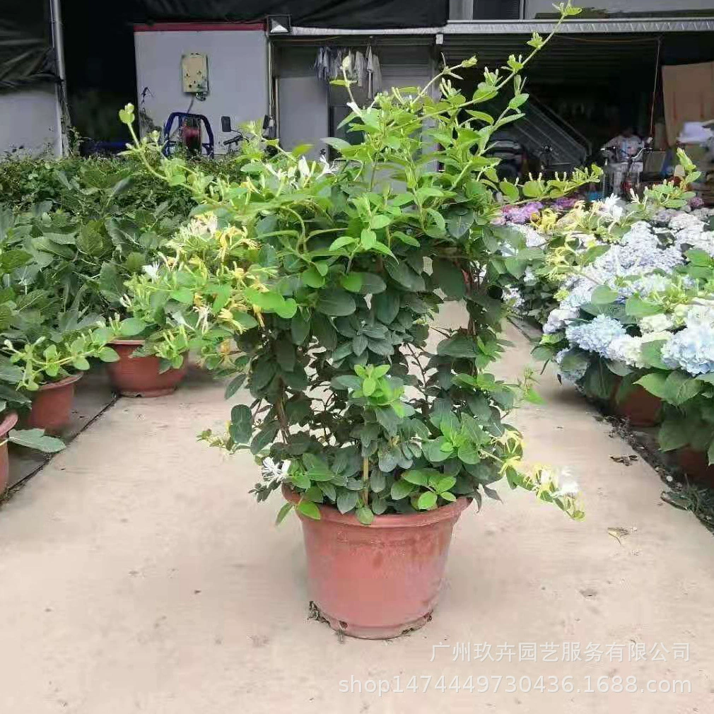 Жимолость просмотр цветов в горшке сад парк цветок Grands Выращивание растений спальня балкон Горшечное растение