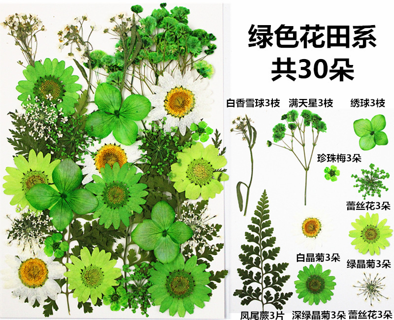Paquete de material de estampado de flores secas Paquete de combinación de flores presionadas Flor real Hoja de espécimen pegatinas