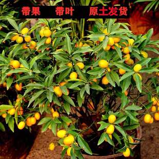 ��ۘ�������С����Ә����Ե����������ʳ���ļ�����������