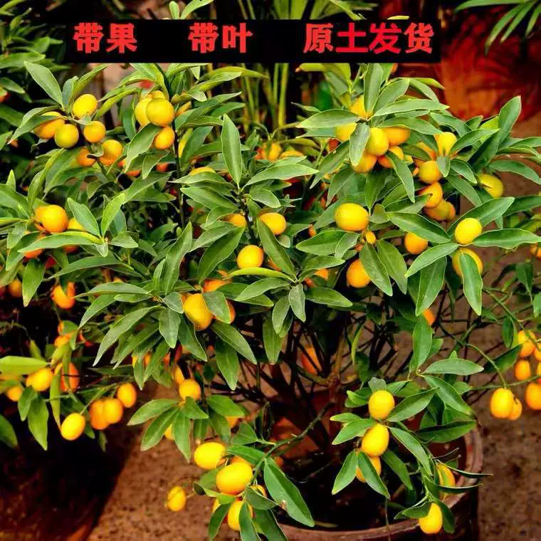 Саженцы кумквата, рассада кумквата, маленькие деревья кумквата, горшечные саженцы апельсинов, съедобные балконные посадки с фруктами.